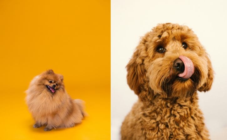 Cavapoo vs Mini Goldendoodle