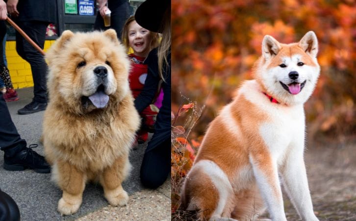 Chow Chow vs Akita