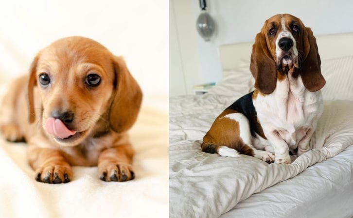 Dachshund vs Basset Hound