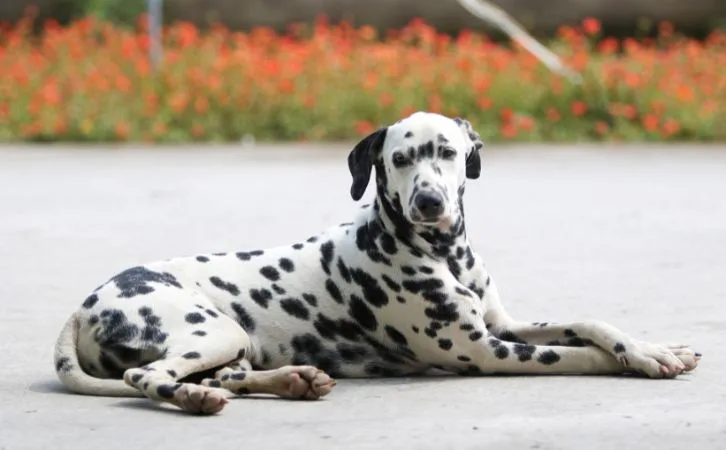 Dalmatian vs Aussie Shepherd