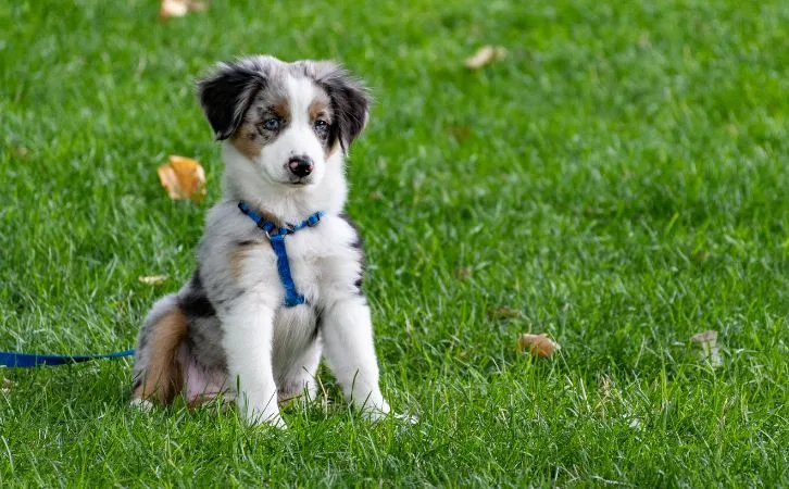 Dalmatian vs Aussie Shepherd