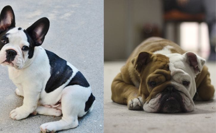 French Bulldog vs English Bulldog
