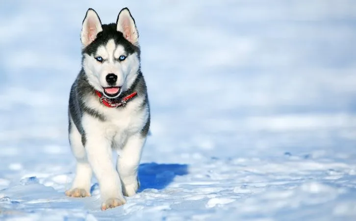 Husky vs German Shepherd