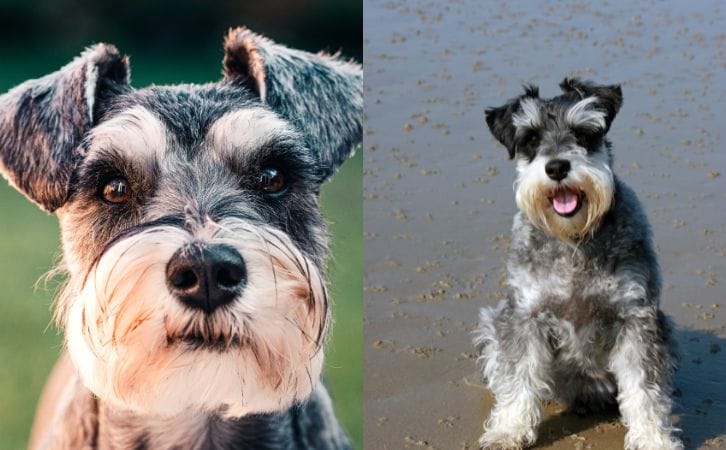 Mini Schnauzer vs Standard Schnauzer