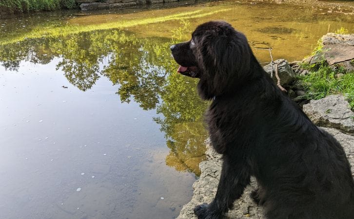 Newfoundland vs Saint Bernard