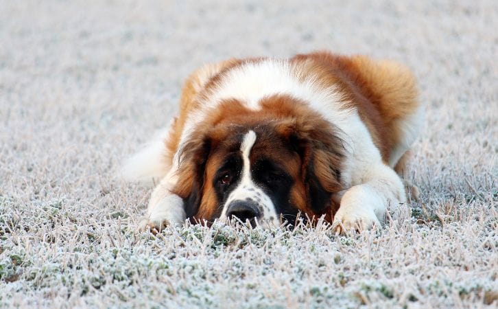 Newfoundland vs Saint Bernard