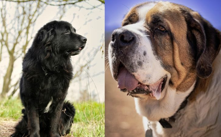 Newfoundland vs Saint Bernard