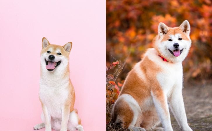 Shiba Inu vs Akita
