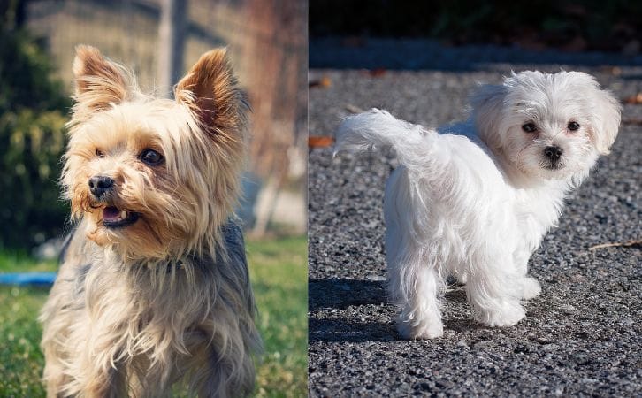 Yorkie vs Maltese
