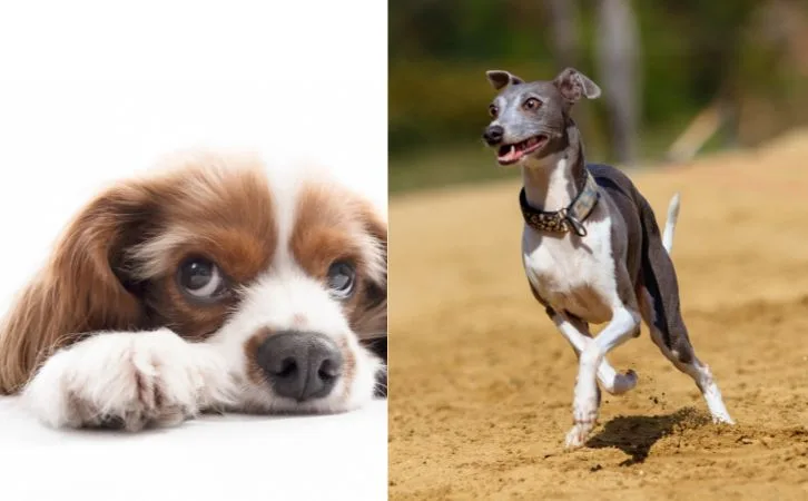 Azawakh vs Greyhound