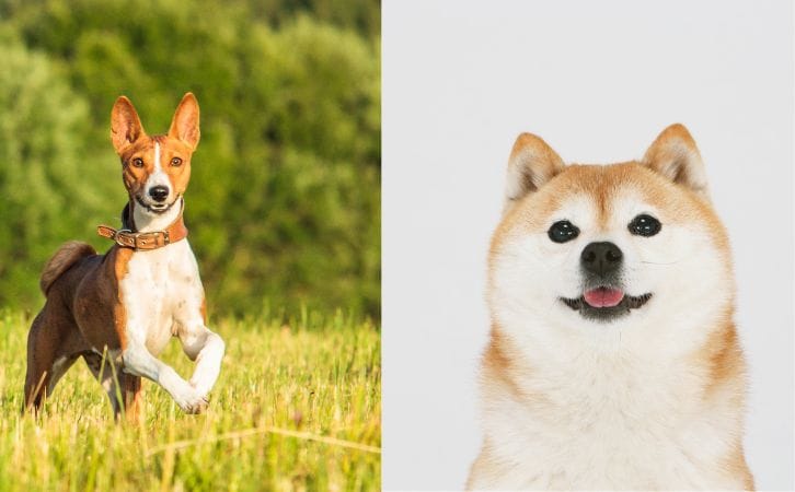 Basenji vs Shiba Inu