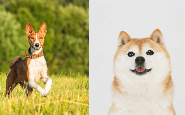 Basenji vs Shiba Inu