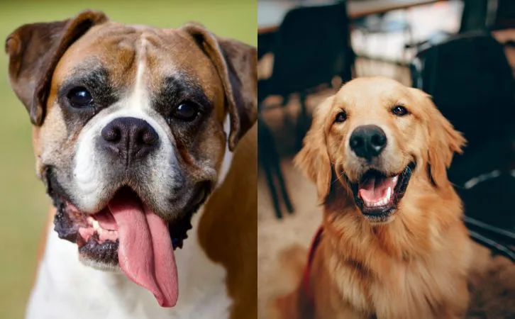 Boxer vs Golden Retriever