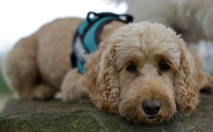 Cockapoo vs Cocker Spaniel
