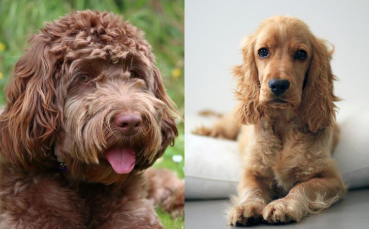 Cockapoo vs Cocker Spaniel