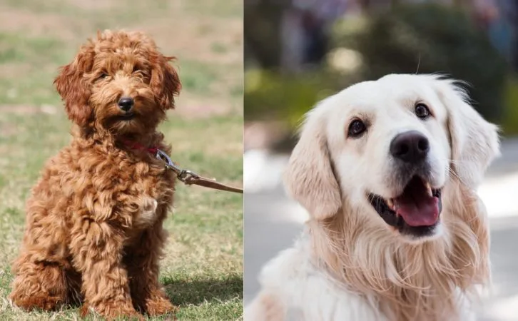 Goldendoodle vs Golden Retriever