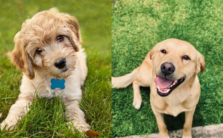 Labradoodle vs Labrador