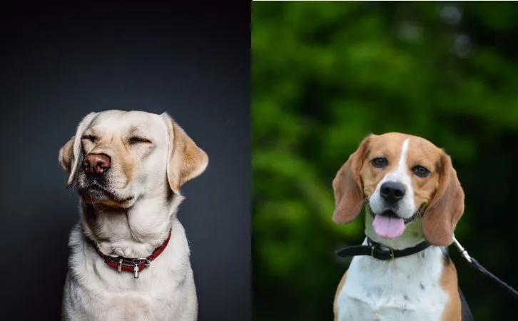 Labrador vs Beagle