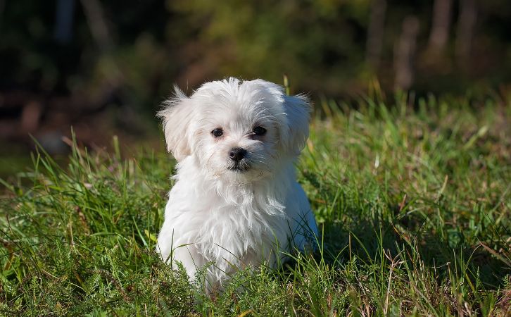 Maltipoo vs Maltese
