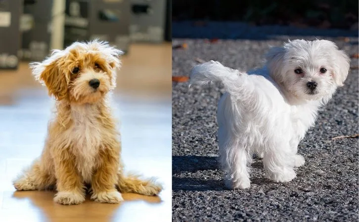 Maltipoo vs Maltese