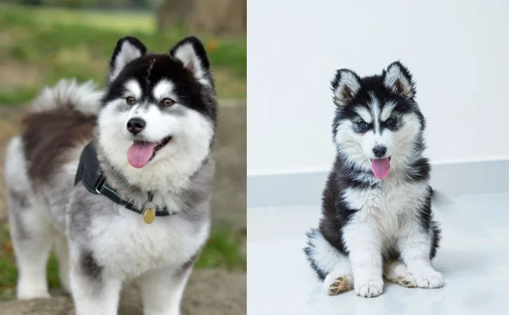 Pomsky vs Husky