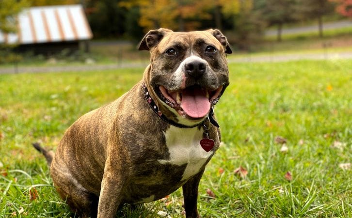 Staffordshire Bull Terrier vs American Pit Bull Terrier