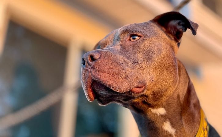 Staffordshire Bull Terrier vs American Pit Bull Terrier