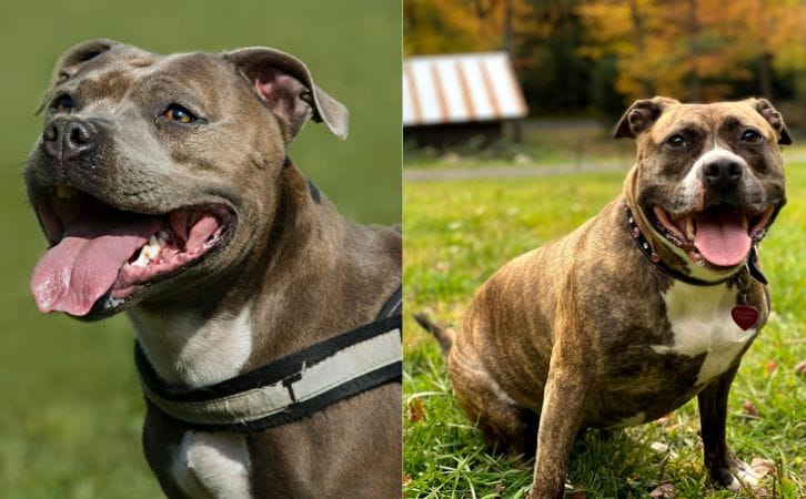Staffordshire Bull Terrier vs American Pit Bull Terrier